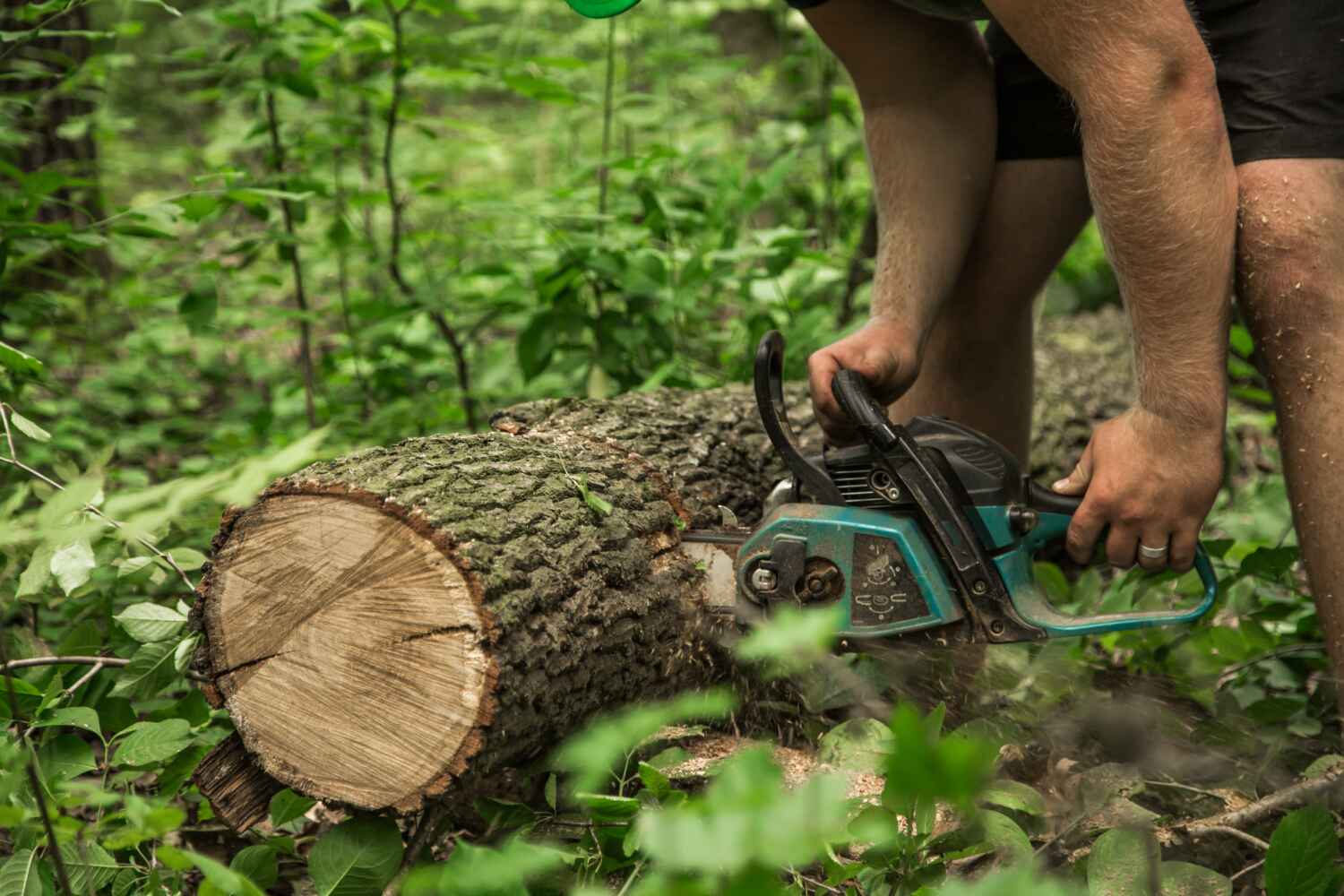 The Steps Involved in Our Tree Care Process in Lorenzo, TX